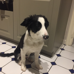 Oscar  profile