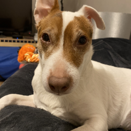 Nala profile
