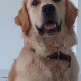 Toutou profile