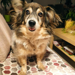 Zoe profile