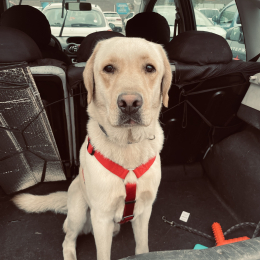 Bob profile