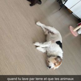 Pimousse profile