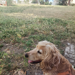 Légo profile
