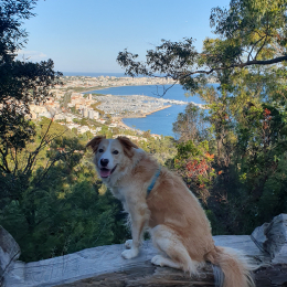 Trix profile