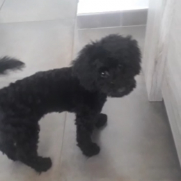 Pippo profile