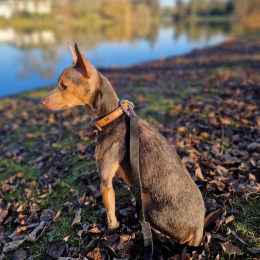 Bretzel profile