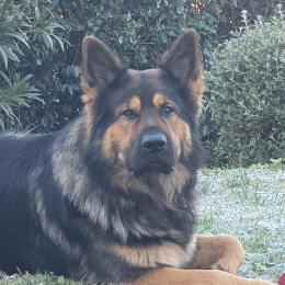 Ulfy profile
