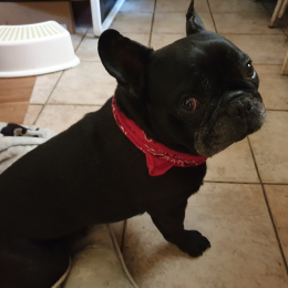 Malo profile