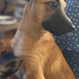 Xena profile
