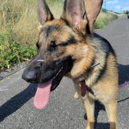 Vekna profile