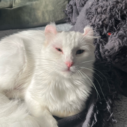 Hortense profile
