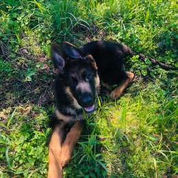 Doggo profile
