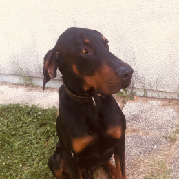Blacky profile