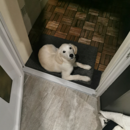 Doggo profile