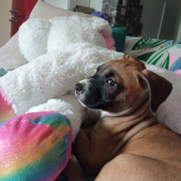 Doggo profile