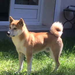 Goshi profile