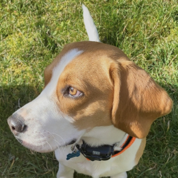 Rio profile