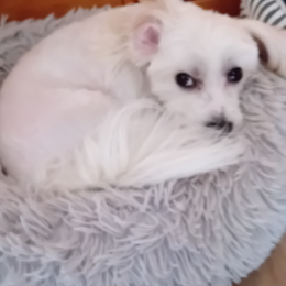 Olaf profile