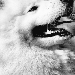 Snow profile