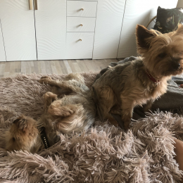 Clochette et peter pan profile