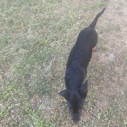 Simba profile