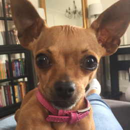 Vanille profile