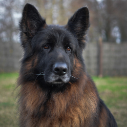 Sioux et chayenne profile