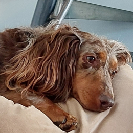 Ondine profile