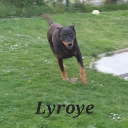 Lyroye profile