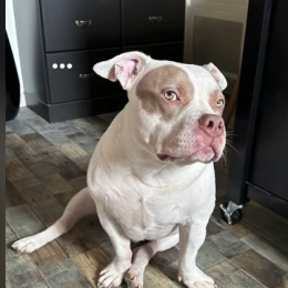 Baki profile