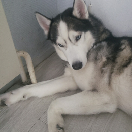 Logan profile