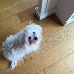 Mitsy  profile