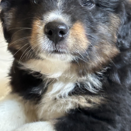 Appy profile