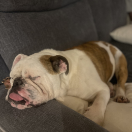 Paco profile