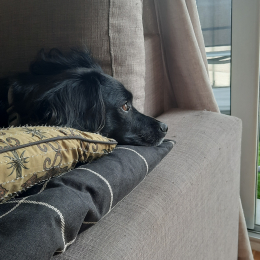 Doggo profile