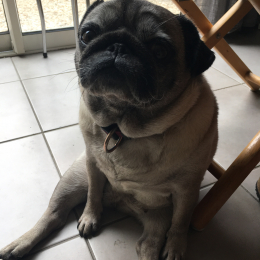 Guili profile