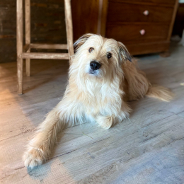 Jango profile