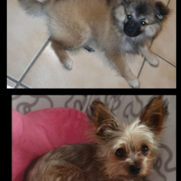 Rayko et roxy profile