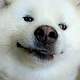 Jack profile