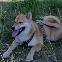 Cookie profile