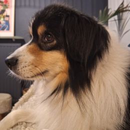Buddu profile