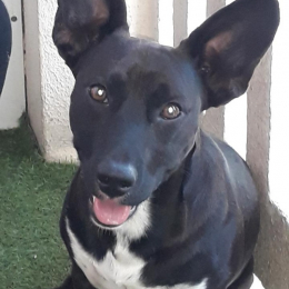 Enzo profile