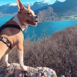 Djali profile