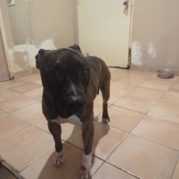 Kayzer profile