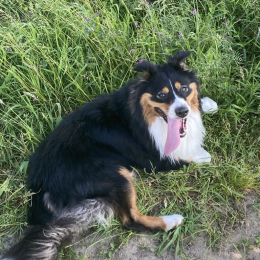 Vasco profile