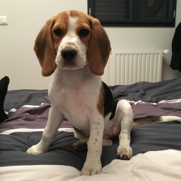 Nouky profile