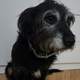 Darko profile