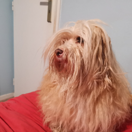 Dora profile