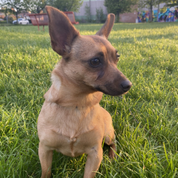 Fox profile