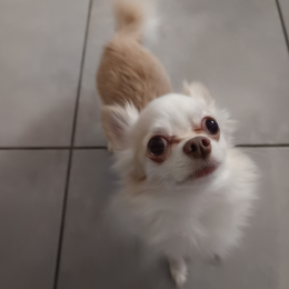 Ralph profile